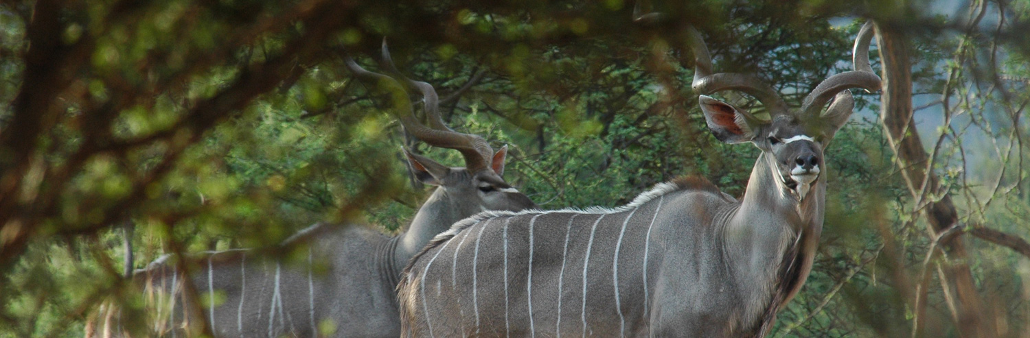 plains game hunting africa kudu