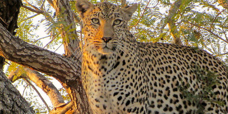 Trying to Unravel the Secrets of the Namibian Leopard