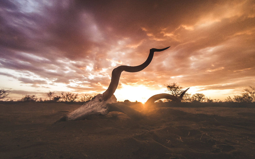 From Poaching to Prosperity: How the Wildlife Economy Works