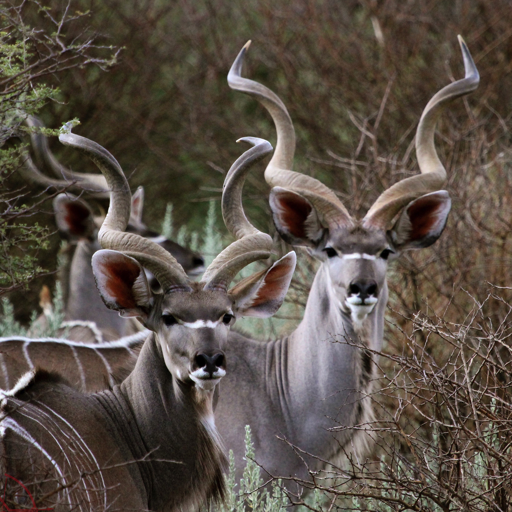 aru lodge kudu bull live